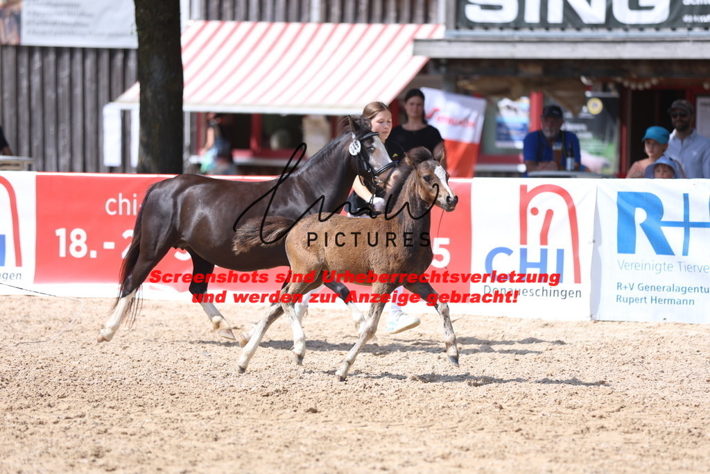 Fohlenschau_Schwäbisch_Hall_Ponys_KN 49_9 | lmwpictures - Realisiert mit Pictrs.com