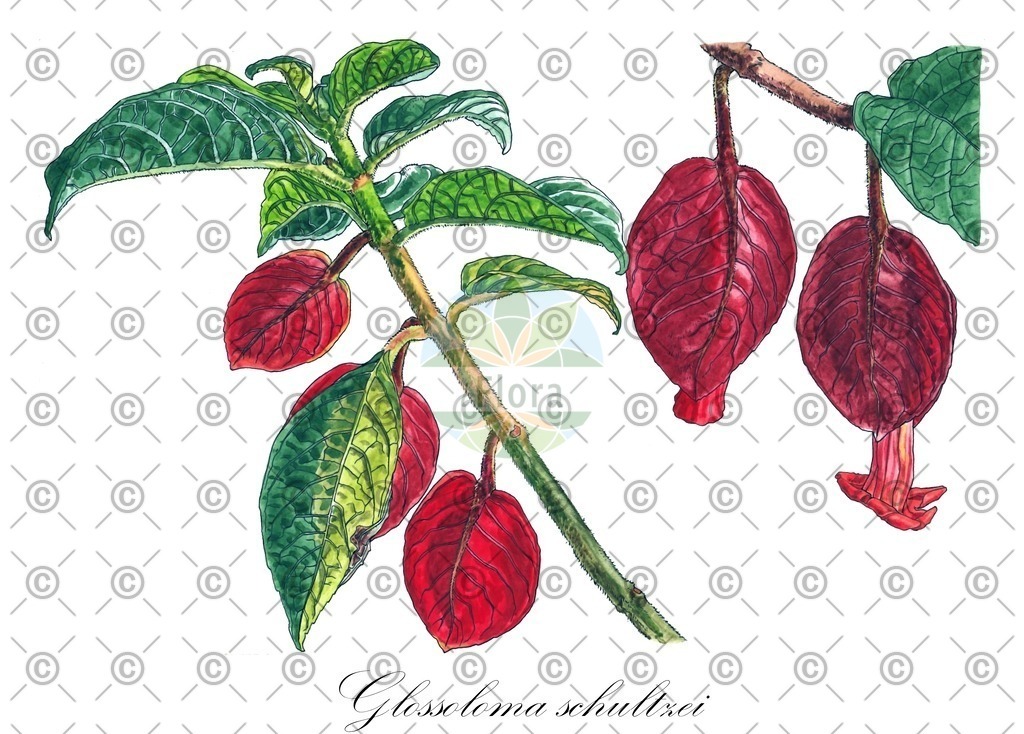 HistAbb_wfo-0000022236_1_ENZY_Simple | Historische Abbildung von Glossoloma schultzei - Gesneriaceae | Historical Illustration of Glossoloma schultzei - Gesneriaceae