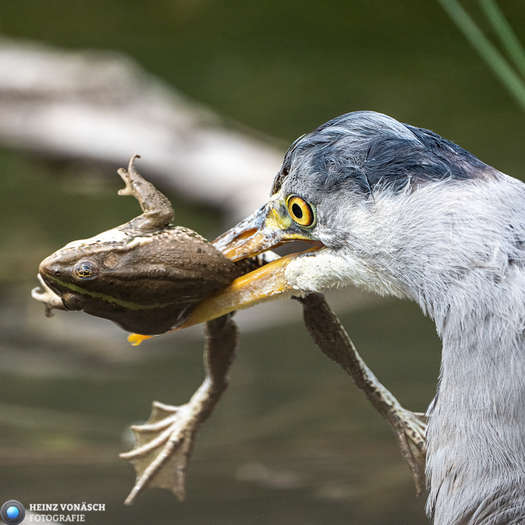 Tiere_0017 | Alle Bilder von Heinz Vonäsch Fotografie können alle zu günstigen Preisen gekauft werden! Download der Bilder, Ausdrucke, Postkarten, Tassen T-Shirts, Kalender, Alu- Dibond usw. - Realisiert mit Pictrs.com