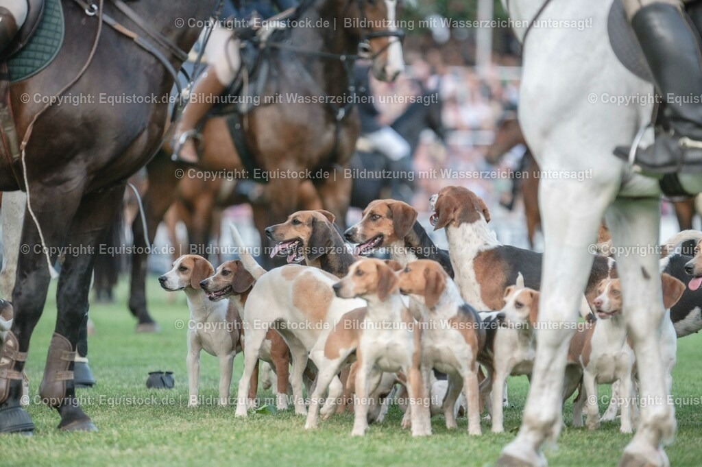 20230526_Pferdenacht_0638 | equistock