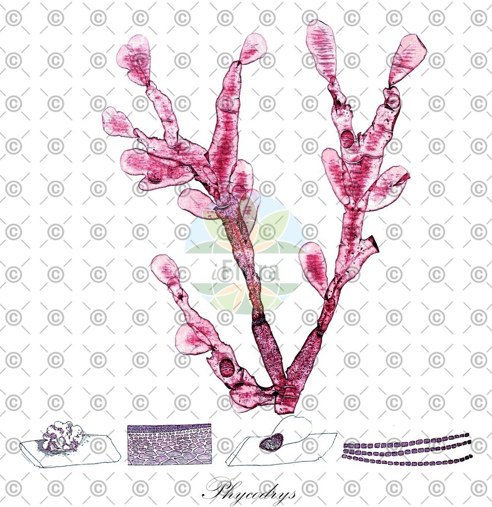 HistAbb_wfo-0001137451_1_ENZY_Simple | Historische Abbildung von Phycodrys - Delesseriaceae (0) | Historical Illustration of Phycodrys - Delesseriaceae (0)