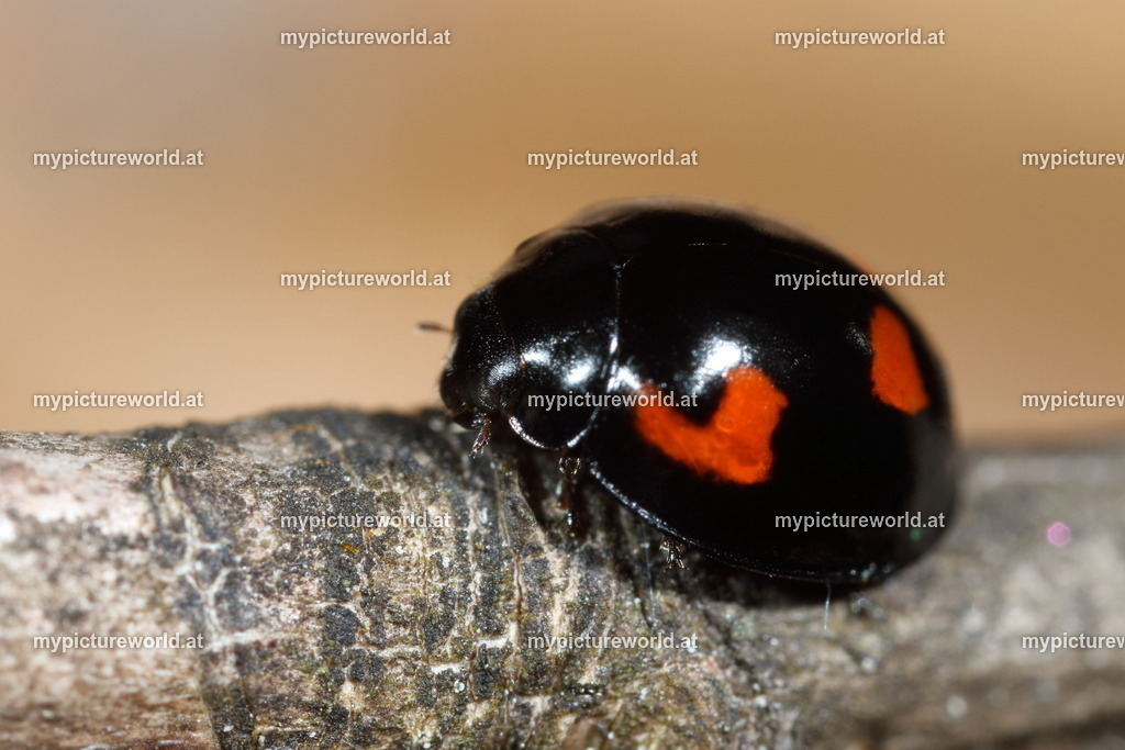 Brumus quadripustulatus-001 | Das Bilderarchiv über Tiere, Planzen und Landschaften. In der Bilddatenbank finden Sie ein große Auswahl an hochwertigen Bilder für Ihre Werbung - Realized with Pictrs.com