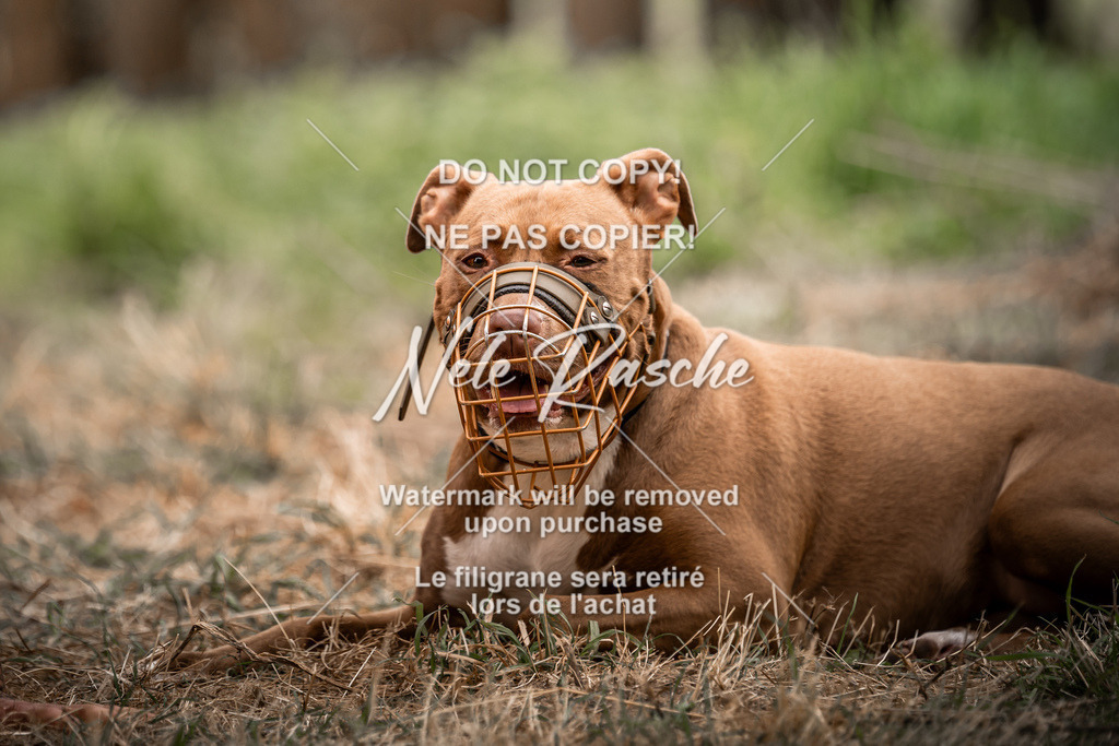 nelerasche_freitag2_021 | nelerasche