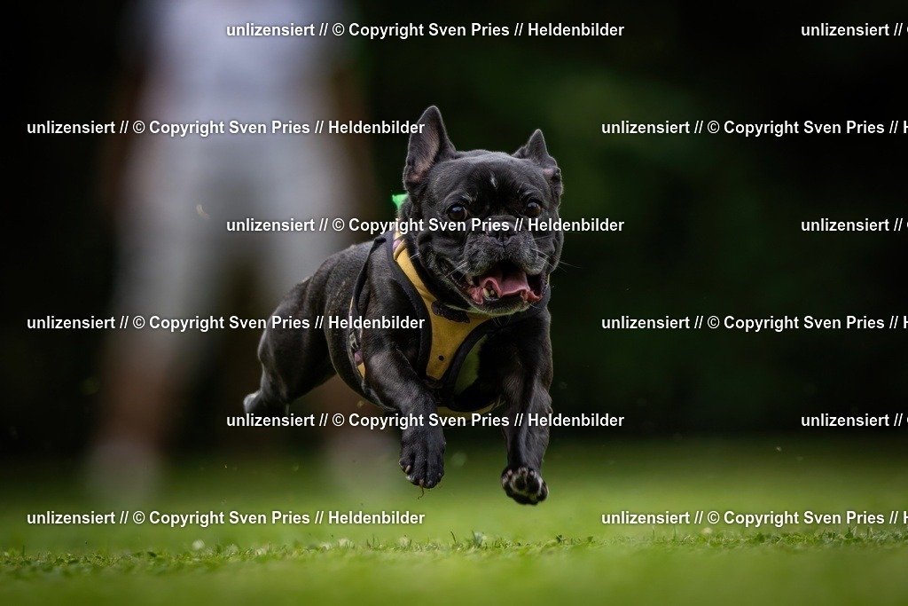 Sven Pries | 19. Allgemeines Hunderennen Karlsruhe Durlach - Realisiert mit Pictrs.com