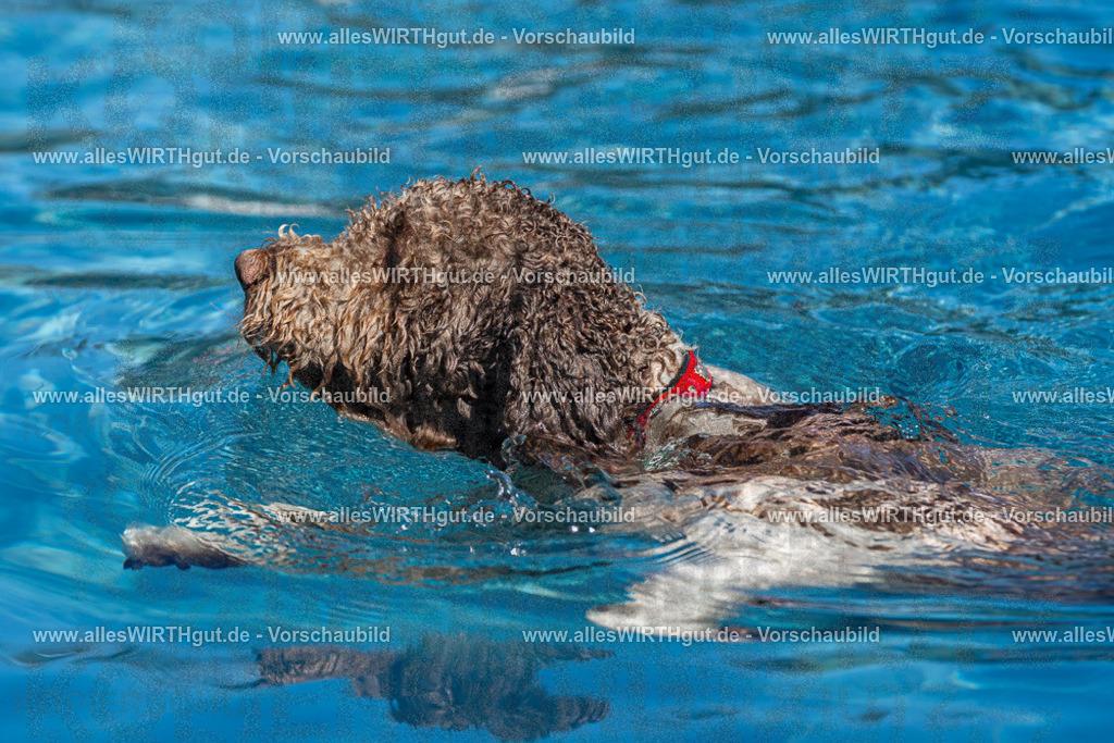 Hundeschwimmen_Volksbad_2026-allesWIRTHgut_Tierfotografie-2609061141-FAY06292 | Professionelle Tierfotografie in Mönchengladbach von Daniel Wirth (allesWIRTHgut). Liebevolle & natürliche Bilder von Hunden & Katzen für unvergessliche Erinnerungen.