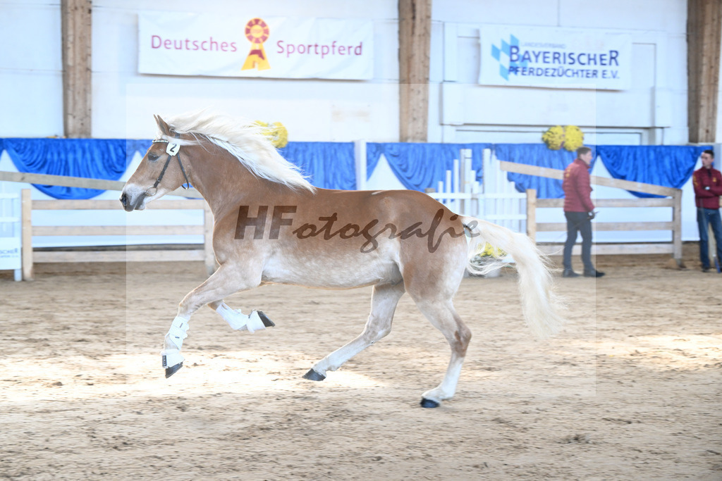 Kat-Nr. 2 nn v. Belantis_Haflingergestuet Meura_48250020 | hf-fotografie - Realisiert mit Pictrs.com