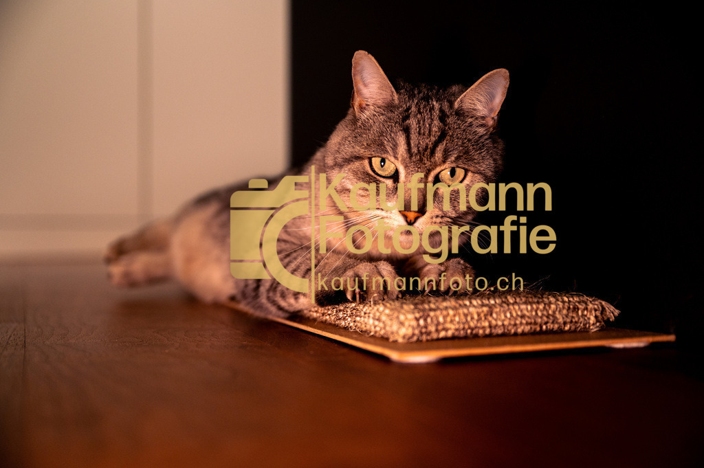 Baghira_Portrait_def-8288 | kaufmannfoto - Realisiert mit Pictrs.com