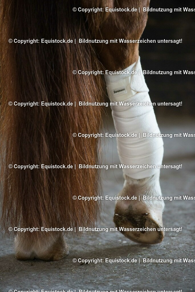 20160120_Bandagieren_0006 | equistock