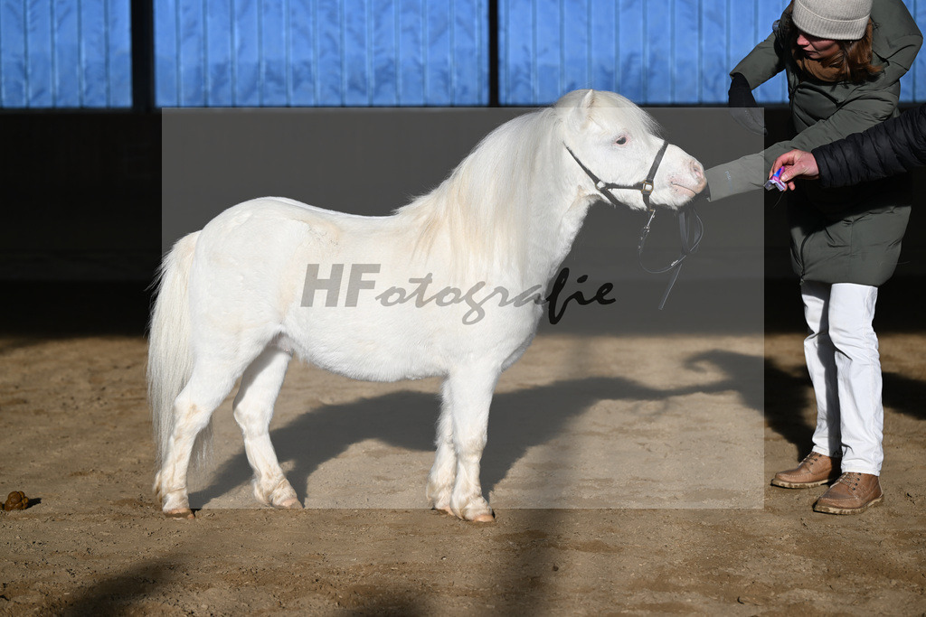 Kat-Nr. 15 Bayerns Flip v. Halstock Firefox_ZG Stumhofer Ostermeier_49250663 | hf-fotografie - Realisiert mit Pictrs.com