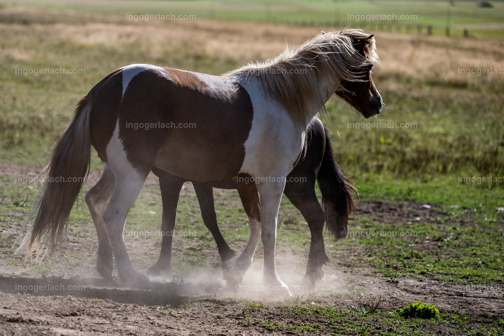 Islandhengste | Ingo Gerlach