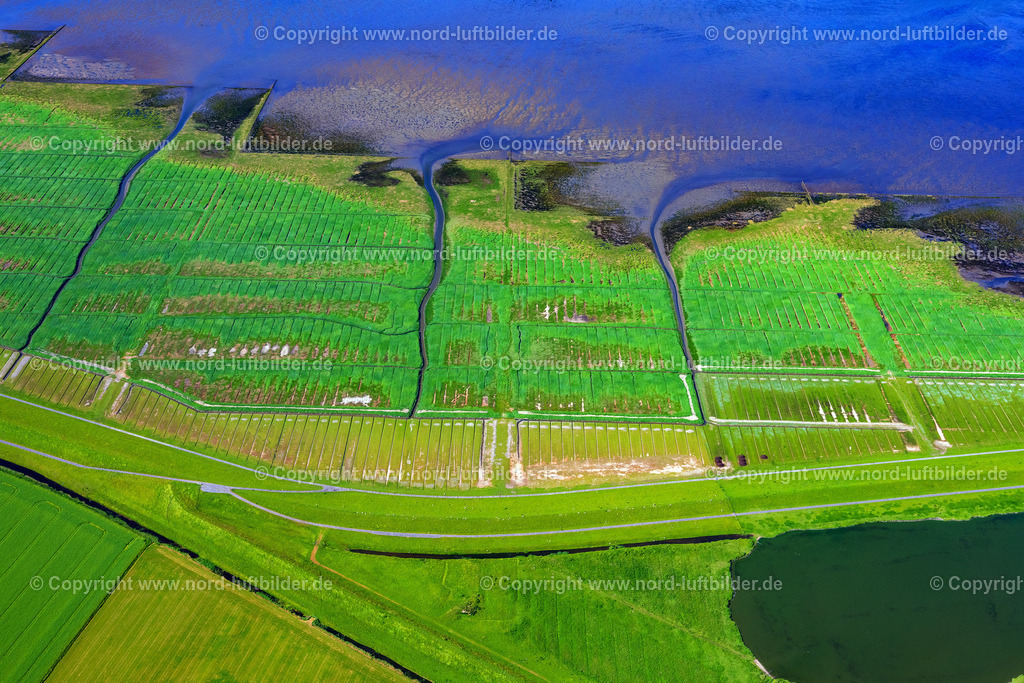 Ockholm_Salzwiesen_ELS_8265100623 | REUßENKöGE 10.06.2023 Grasflächen- Strukturen einer Feld- und Wiesen- Landschaft " Ockholm " in Reußenköge im Bundesland Schleswig-Holstein, Deutschland. // Grass area structures of a salt marsh landscape " Ockholm " in Reussenkoege in the state Schleswig-Holstein, Germany. Foto: Martin Elsen