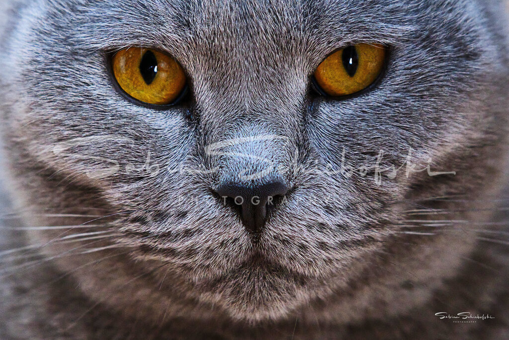 Blue_14-08-24_DSCF9941 | People- und Tierfotografie, Imageaufnahmen, Veranstaltungsfotografie und Wandbilder aus der Natur ★ Made in Germany ✔️ Druck + Downloads ✔️ Naturfotografie in Top Qualität ★ schneller Versand, weltweite Lieferung! - Realisiert mit Pictrs.com