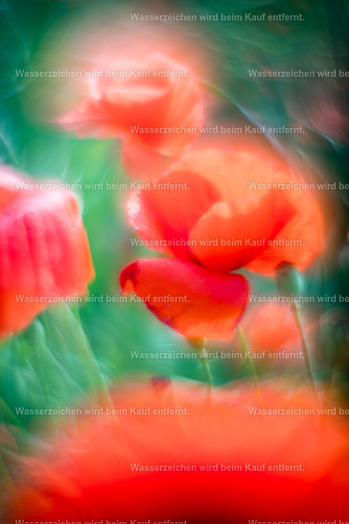 Weg der Erleuchtung | Die Botschaft zum Bild lautet: Gehe jeden Tag einen Schritt zur Erleuchtung. Du bist hier auf Erden um zu wachsen und nicht, um dich zu verstecken. Mache jeden Tag einen Schritt in die richtige Richtung, in deine Freude. Lasse dabei Altes hinter dir und los und erkenne an, dass manchmal dieser Schritt sehr klein sein kann und das ist völlig in Ordnung. Du bist gut so, wie du bist.