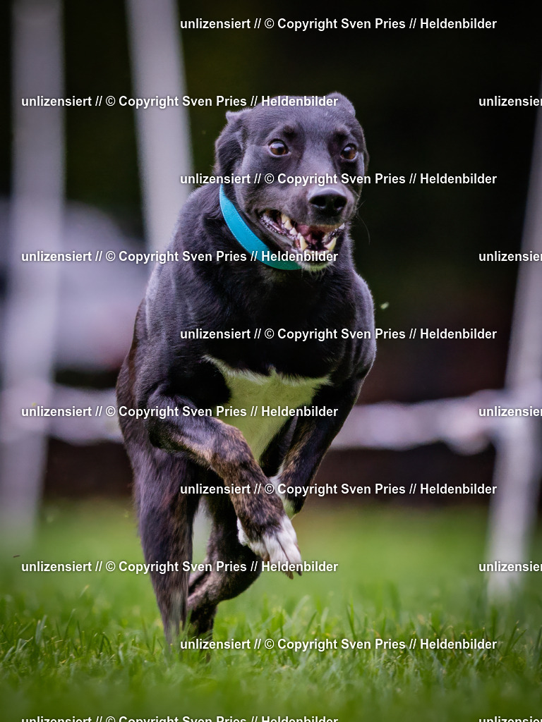 Sven Pries | 2024-10-19 - Hunderennen Ober-Grombach - Realisiert mit Pictrs.com