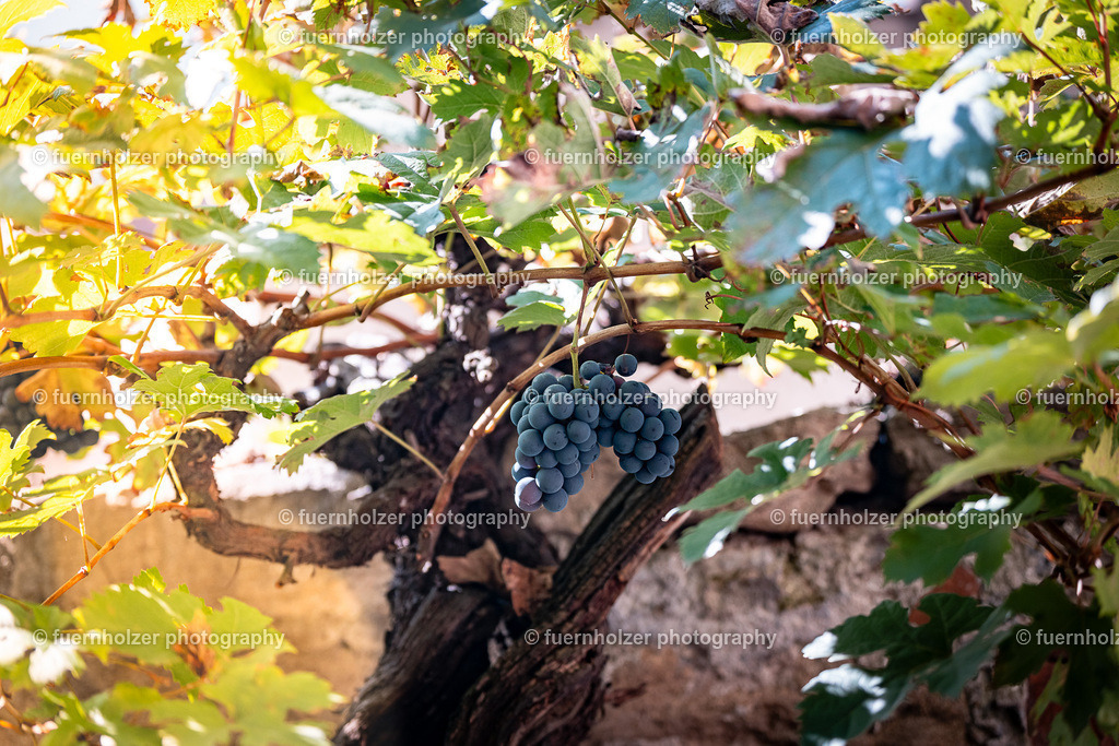 fuernholzer_251004-C2-91 | © Christian Fuernholzer | fuernholzer photography