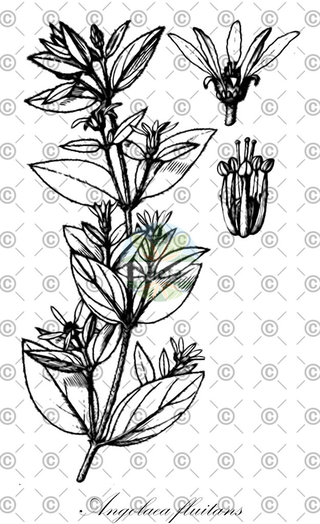 HistAbb_wfo-0000536542_411_ENZY_Simple | Historische Abbildung von Angolaea fluitans - Podostemaceae | Historical Illustration of Angolaea fluitans - Podostemaceae