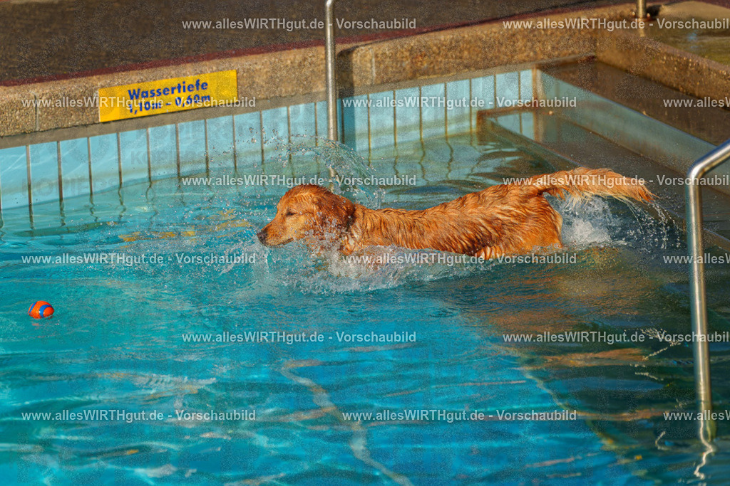 Hundeschwimmen_Grefrath_2026-allesWIRTHgut_Tierfotografie-15_03-7R509232 | Professionelle Tierfotografie in Mönchengladbach von Daniel Wirth (allesWIRTHgut). Liebevolle & natürliche Bilder von Hunden & Katzen für unvergessliche Erinnerungen.
