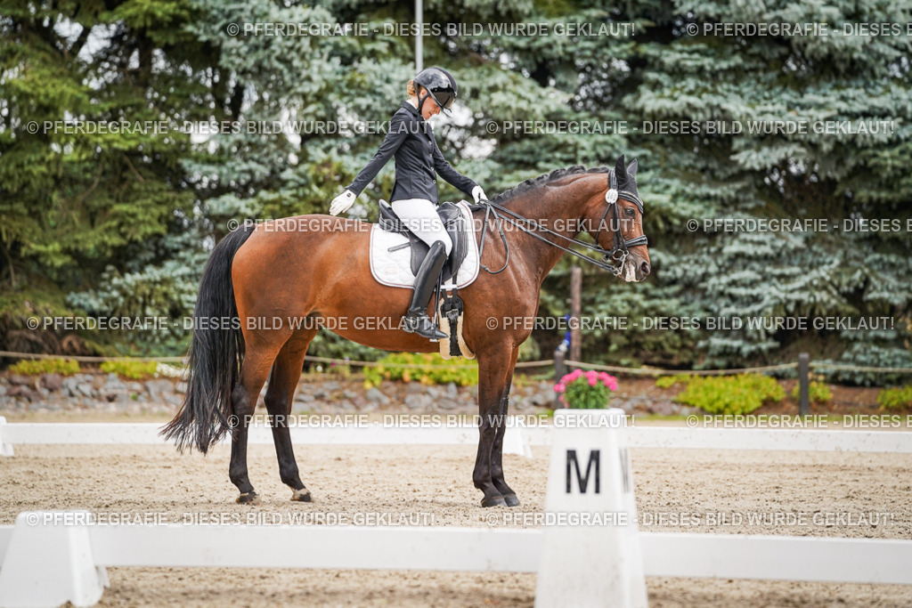 DSC04557 | Pferdegrafie