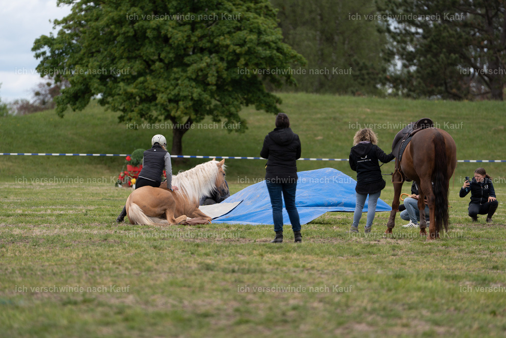 PI26_show_Jan_Picutures7C_06013.jpg | working equitationturnier fotograf videograf stoibphotography marixx film working equitation deutschland reitsport turnierfotografie eventfotografie equestrian events