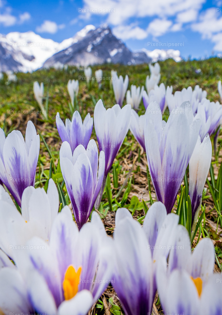 Frühling in Tirol | Fotograf Tirol Imst Pixelknipserei - Realisiert mit Pictrs.com