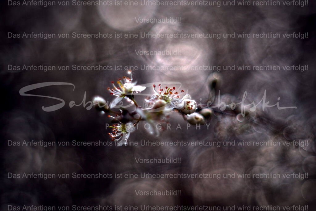 Wandbild Schlehe I Schlehdorn I Schwarzdorn | People- und Tierfotografie, Imageaufnahmen, Veranstaltungsfotografie und Wandbilder aus der Natur ★ Made in Germany ✔️ Druck + Downloads ✔️ Naturfotografie in Top Qualität ★ schneller Versand, weltweite Lieferung! - Realisiert mit Pictrs.com