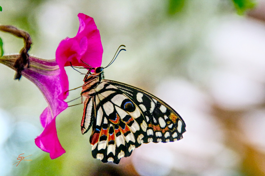 Schmetterling an Blüte | www-pimpup-me - Realisiert mit Pictrs.com
