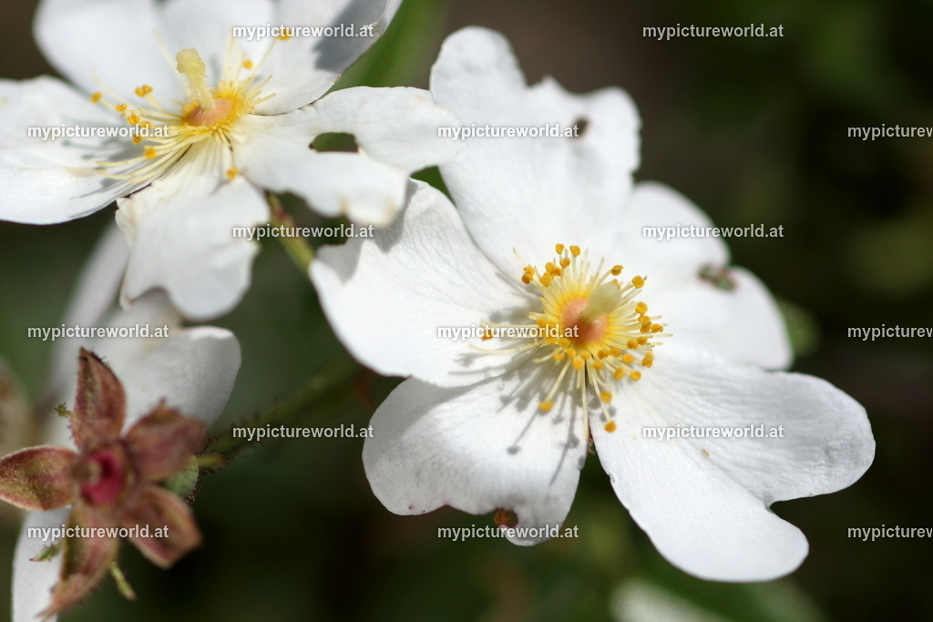 Immergrüne Rose-005 | Das Bilderarchiv über Tiere, Planzen und Landschaften. In der Bilddatenbank finden Sie ein große Auswahl an hochwertigen Bilder für Ihre Werbung - Realisiert mit Pictrs.com