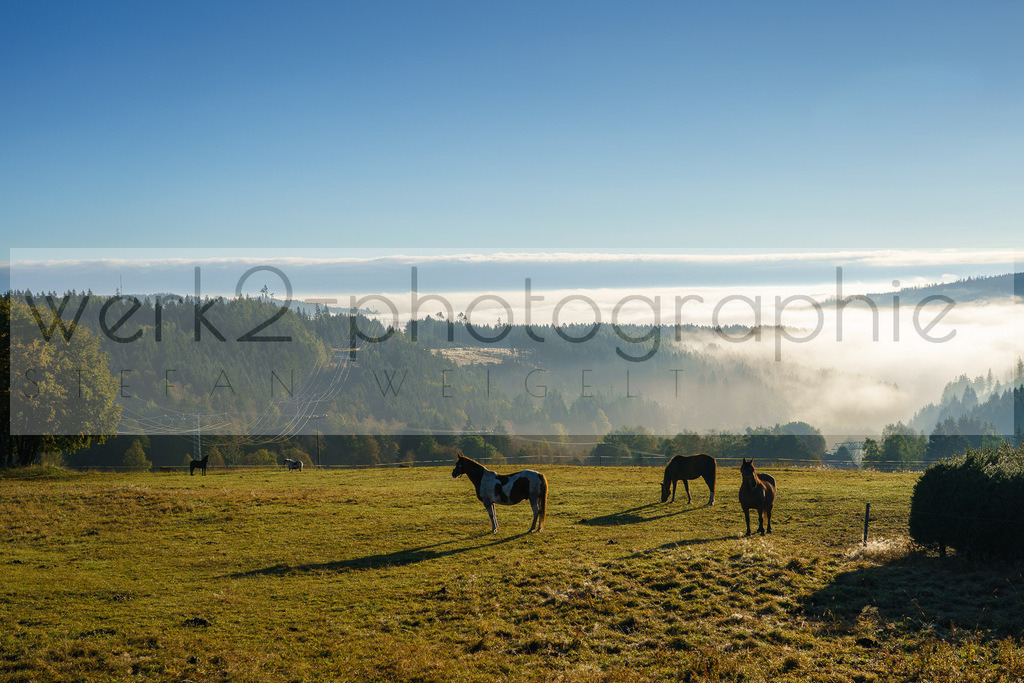 Herbstlauf 2024 | Rennsteig-Herbstlauf von Neuhaus am Rennweg nach Masserberg am 6. Oktober 2024