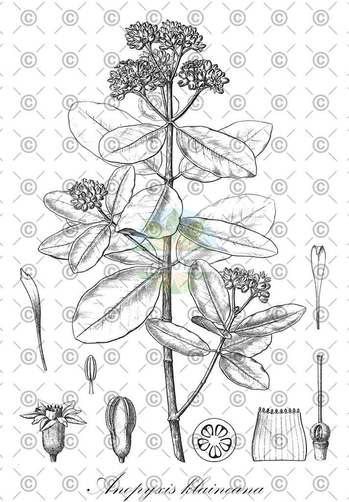 HistAbb_X4H_1_ENZY_Simple | Historische Abbildung von Anopyxis klaineana - Rhizophoraceae | Historical Illustration of Anopyxis klaineana - Rhizophoraceae