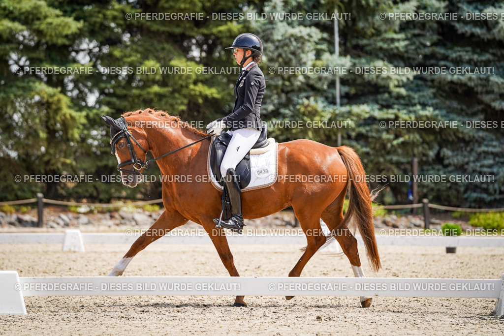 DSC00711 | Pferdegrafie