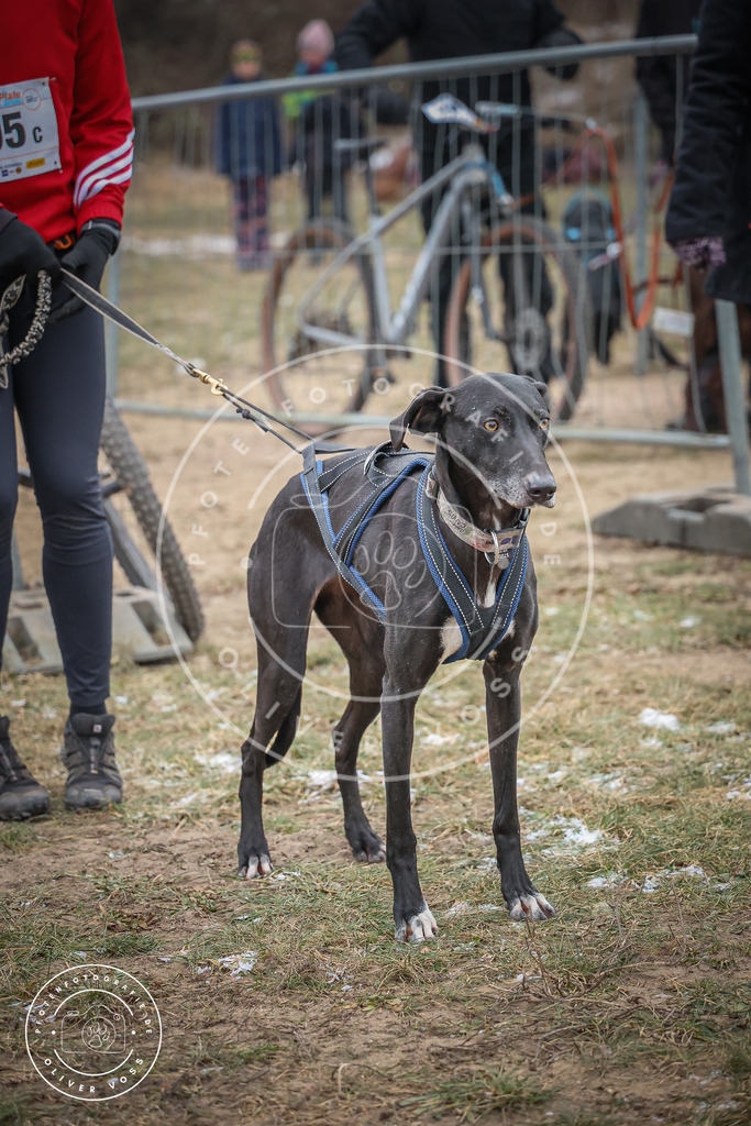 Pfotenfotografie_0L8A2194 | Hundefotografie, Tierfotograf, Pfotenfotografie, Fotoshooting Hund, Hunde Portrait, Hundesport, Hundeportraits, Heideshooting, Hunde, Sportfotograf, Hundefotograf, Turnierhundsport, THS,  - Realisiert mit Pictrs.com