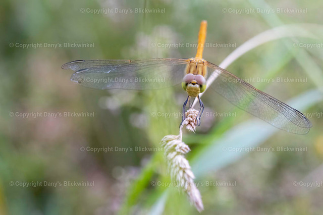 202019 | Tierfotografie, Tierkalender, Tierbilder, Insekten, Spinnen, Vögel, Schmetterling, Libellen, Leinwand, Colorkey, Qualität, Geschenkartikel, Geschenk - Realisiert mit Pictrs.com