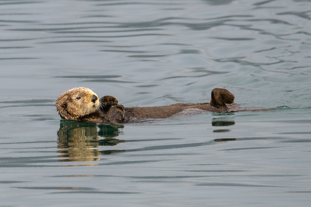 Alaska | Kenai Fjords National Park Cruise. - Realisiert mit Pictrs.com