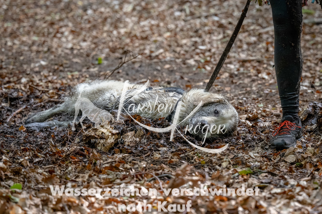 1135_ZZ91543-Bearbeitet | kk-dogfotos