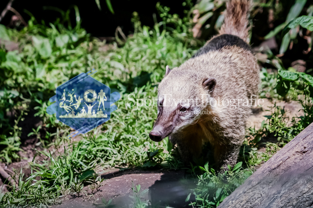 IMG_20100605_581 | SportEventFotografie - Roman Stoiber