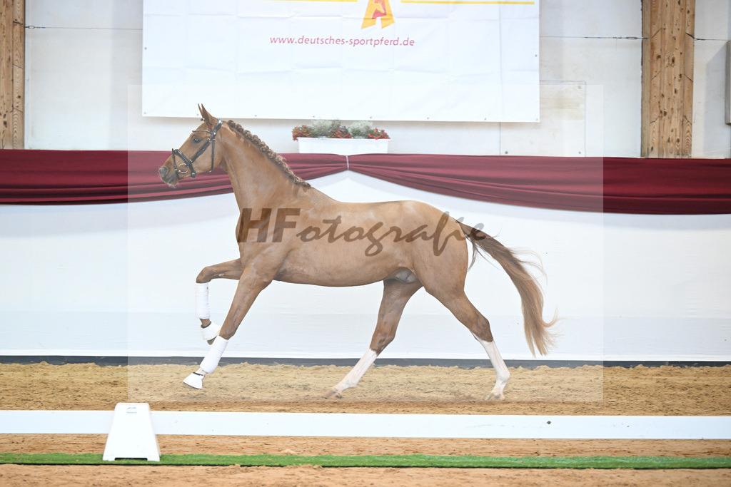 Kat-Nr. 56 v. Vivaldos_Fischer_66220849 | hf-fotografie - Realizzato con Pictrs.com