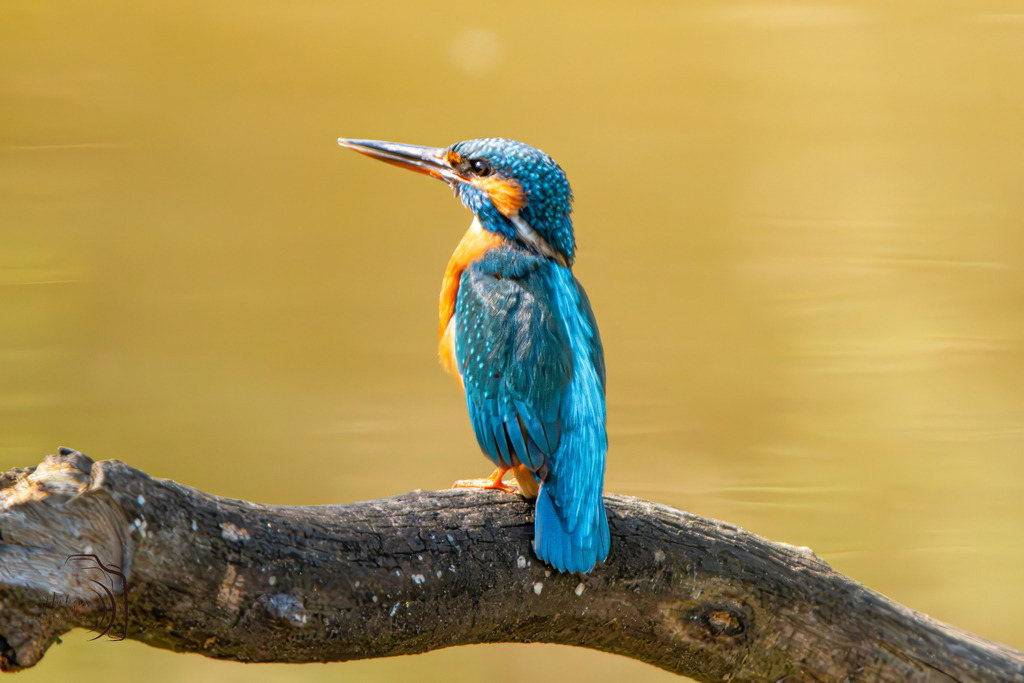 Eisvogel | Holzisphotography, Landschaftsfotografie, Wildlifefotogorafie - Realisiert mit Pictrs.com