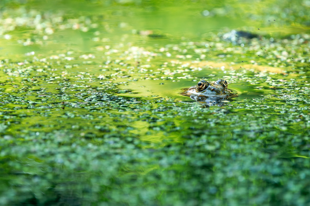 Frosch im Teich | Ein Frosch im U-boot Modus.