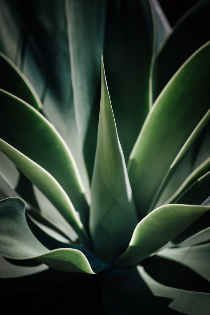 Teneriffa_by Leevke Draack_56 | Du suchst natürliche und atmosphärische Prints oder Leinwanddrucke? In diesem Shop gibt es alles, nur kein Mainstream. - Realisiert mit Pictrs.com