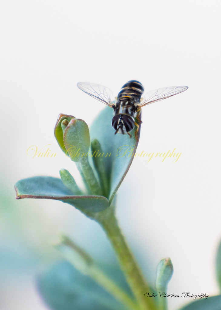 ULMA 11 | Christian Vulin  - Realisiert mit Pictrs.com