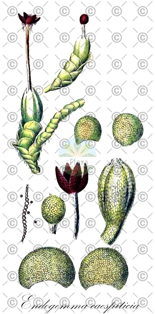 HistAbb_wfo-0000949047_1_ENZY_Simple | Historische Abbildung von Endogemma caespiticia - Endogemmataceae | Historical Illustration of Endogemma caespiticia - Endogemmataceae