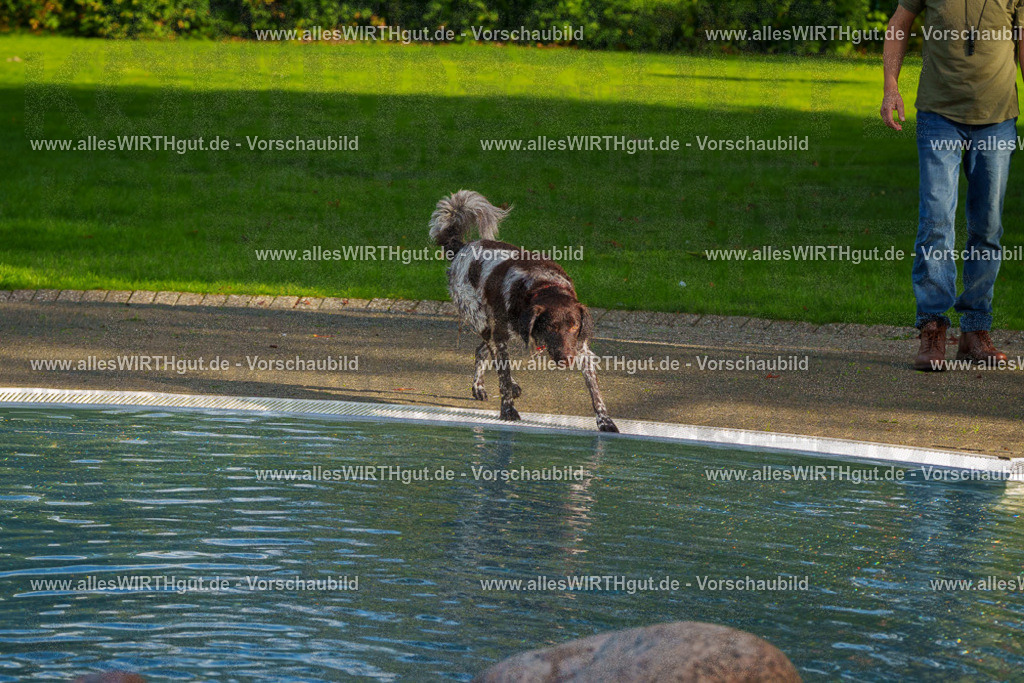Hundeschwimmen_Grefrath_2026-allesWIRTHgut_Tierfotografie-15_41-FAY01311 | Professionelle Tierfotografie in Mönchengladbach von Daniel Wirth (allesWIRTHgut). Liebevolle & natürliche Bilder von Hunden & Katzen für unvergessliche Erinnerungen.