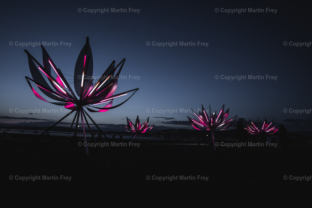 Pink Lotus | Murten Lichtfestival 2021 - Realisiert mit Pictrs.com