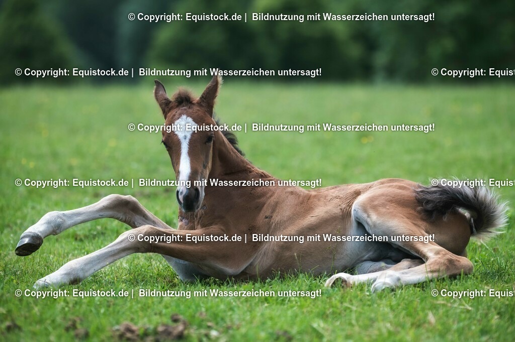 20210617_Fohlen_0317 | Foto: Thomas Hartig