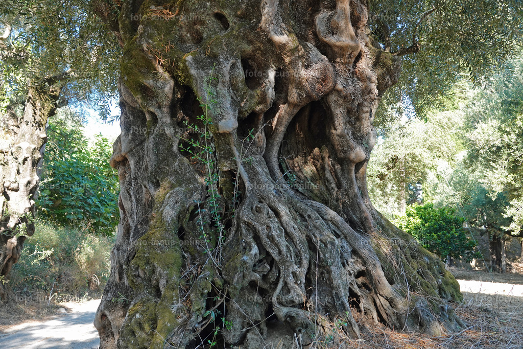 Stories of the Ancient Olive Trees | Ancient Olive Trees