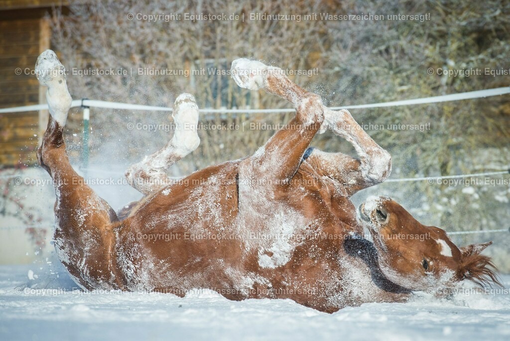 20160118_TOMsPiC_0372 | equistock