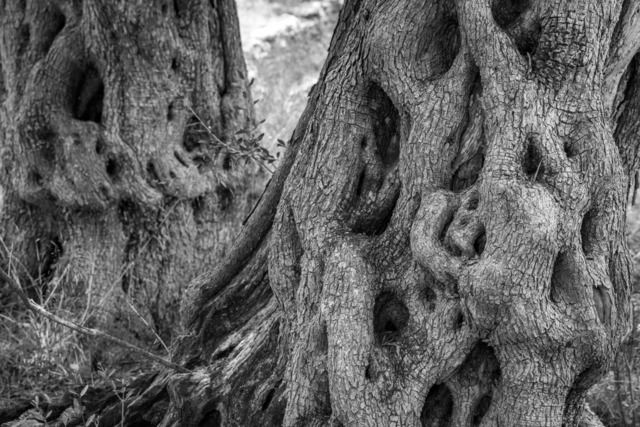 Olive Baum / Olea europaea, Olivia / Olive tree | Kreative Fotografie von Fotoloft-MaciejRusinek aus Frankfurt am Main. Große Motivauswahl in individuell ausgewählten Formaten auf unterschiedlichen Materialien. Bestellen bequem online.
Preise sind variable, je nach Material und Größe. 
 - Realisiert mit Pictrs.com