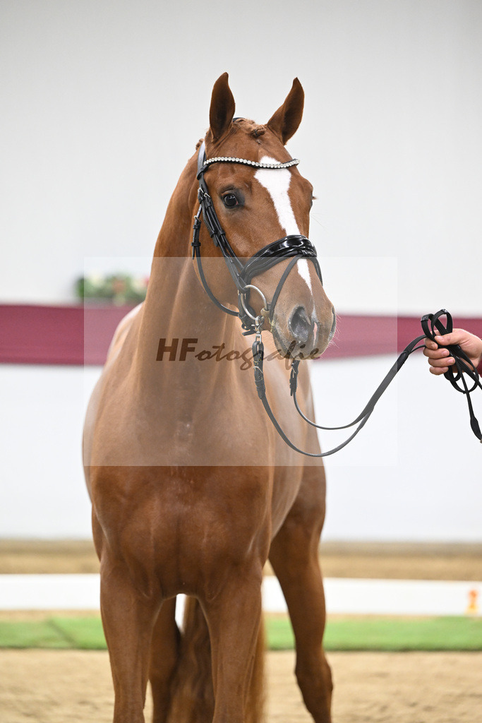 Kat-Nr. 137 Zackerey x Sarkozy_Joachim May_47254628 | hf-fotografie - Realisiert mit Pictrs.com