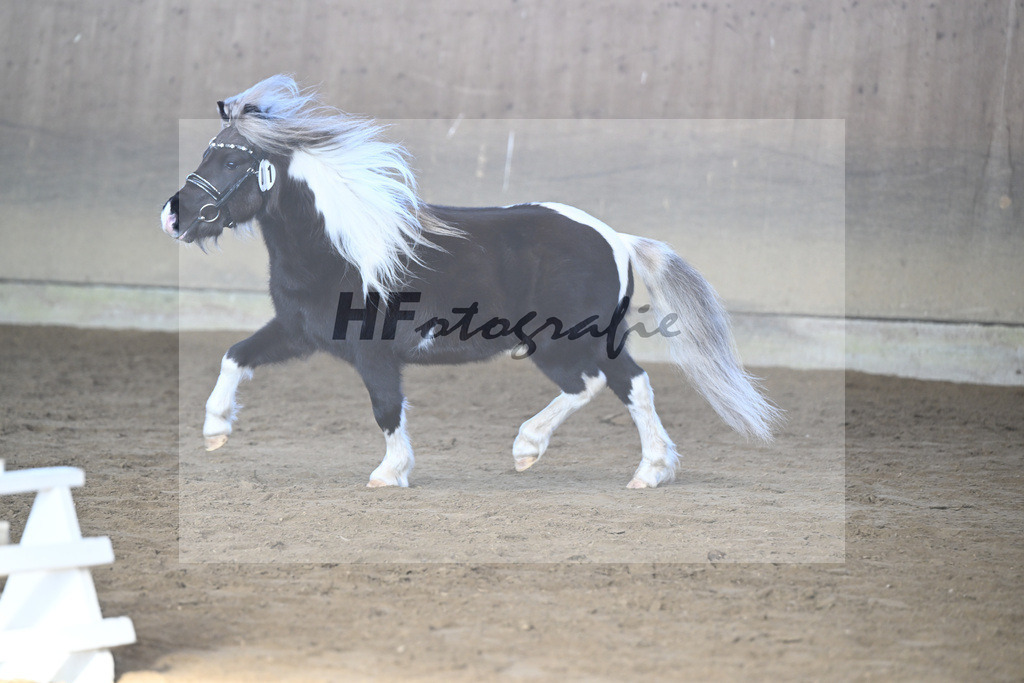 Kat-Nr. 11 SDH Bowies Painted Silver v. Rose Dancing Toreador_Gossing_49250431 | hf-fotografie - Realisiert mit Pictrs.com