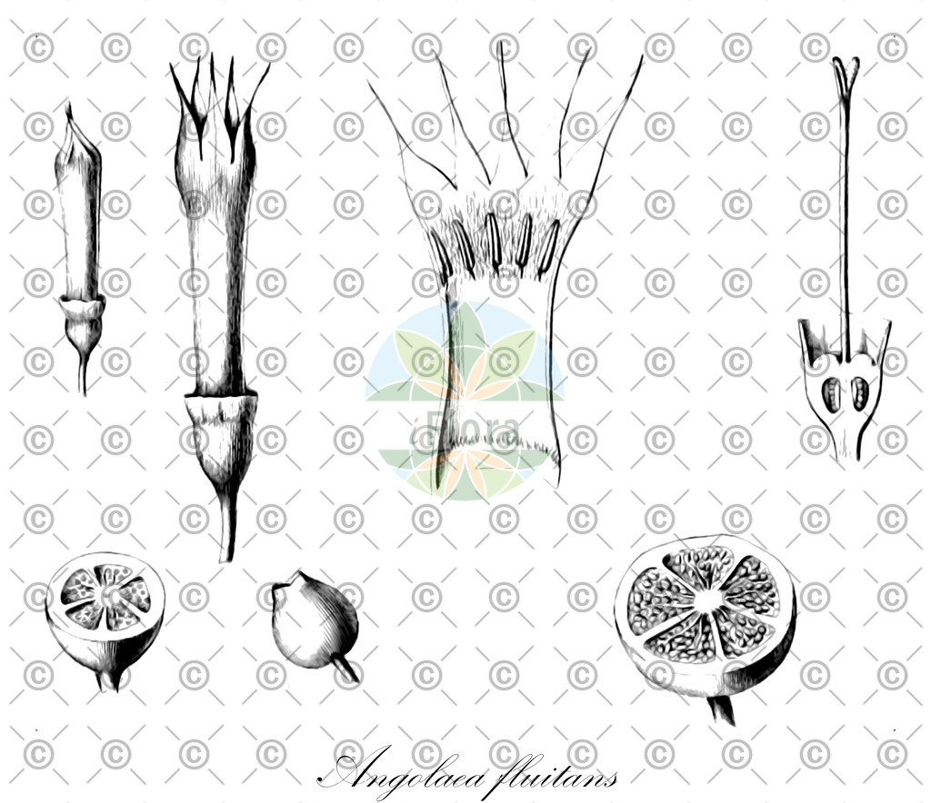 HistAbb_wfo-0000536542_382_ENZY_Simple | Historische Abbildung von Angolaea fluitans - Podostemaceae | Historical Illustration of Angolaea fluitans - Podostemaceae
